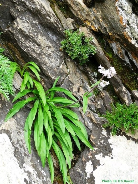 Нард гималайский дикий бирюзовый, Nardostachys jatamansi, 100% натуральное эфирное масло, Непал 1669 - фото 4619