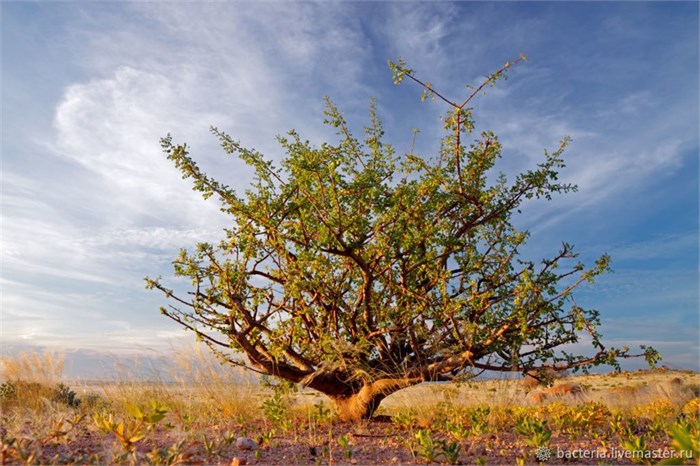 Мирры эфирное масло, Commiphora myrrha, Сомали 1672 - фото 4638