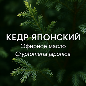 Кедра японского хвои эфирное масло 1856