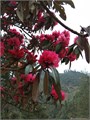 Рододендрон цветочнобородый, Rhododendron anthopogon рис.2