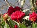 Рододендрон цветочнобородый, Rhododendron anthopogon рис.3