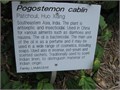 Растение пачули, Pogostemon cablin рис.4