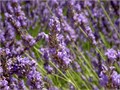 Лаванда французская Майллетте (Maillette) BIO, Lavandula angustifolia, эфирное масло натуральное 100%, Прованс 1751