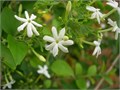 Цветки жасмина аурикулятума (Jasmin Auriculatum) рис.3