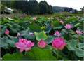 Лотос розовый, Nelumbo nucifera рис.4