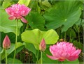 Лотос розовый, Nelumbo nucifera рис.6