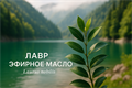 Лавра благородного абхазского эфирное масло, Эспри Маквис