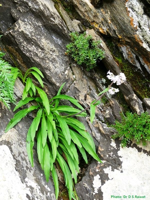 высокогорный гималайский нард - Nardostachys grandiflora / jatamansi