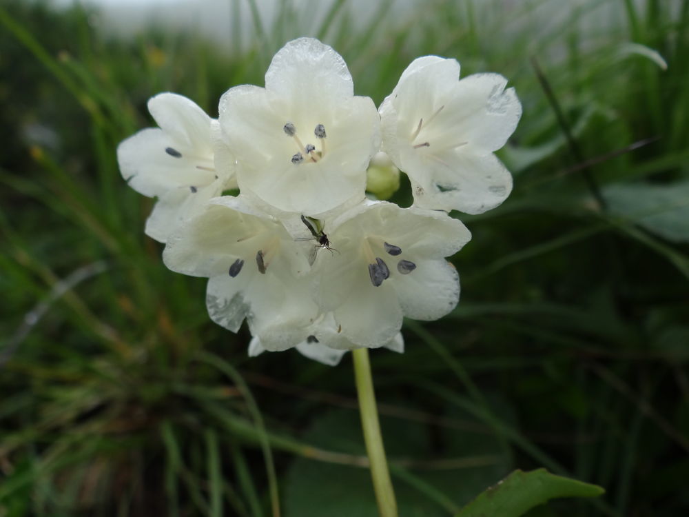 истинный крупноцветковый нард Nardostachys grandiflora